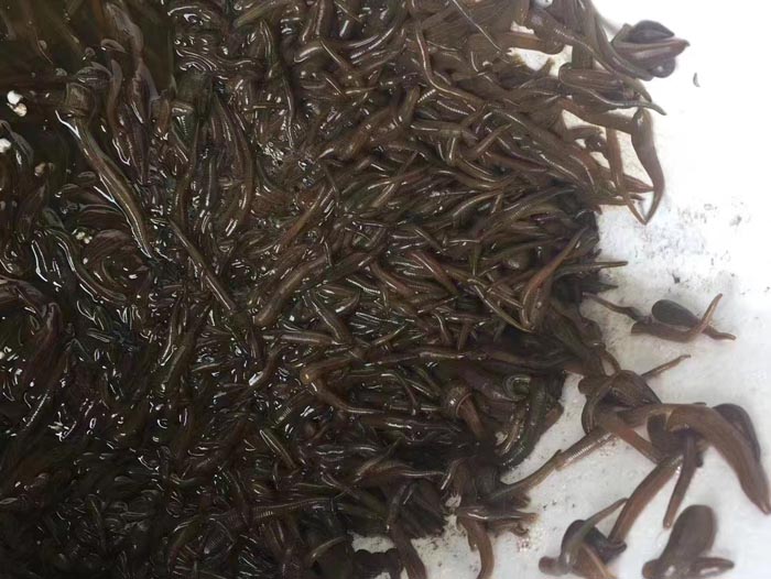 千亿国际官方网站小苗