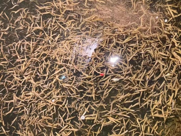 千亿国际官方网站卵茧