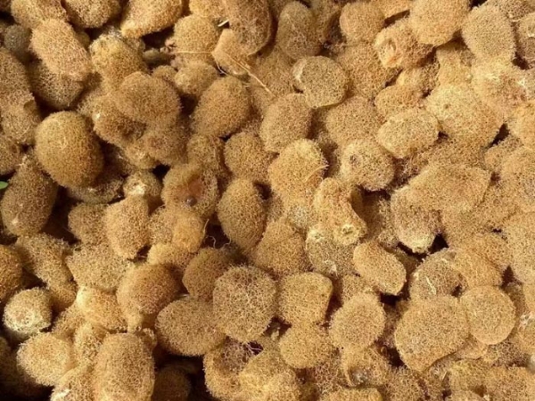 千亿国际官方网站卵茧