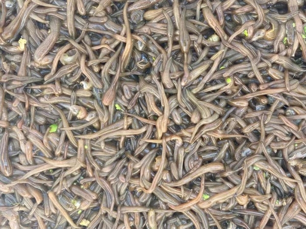 千亿国际官方网站卵茧