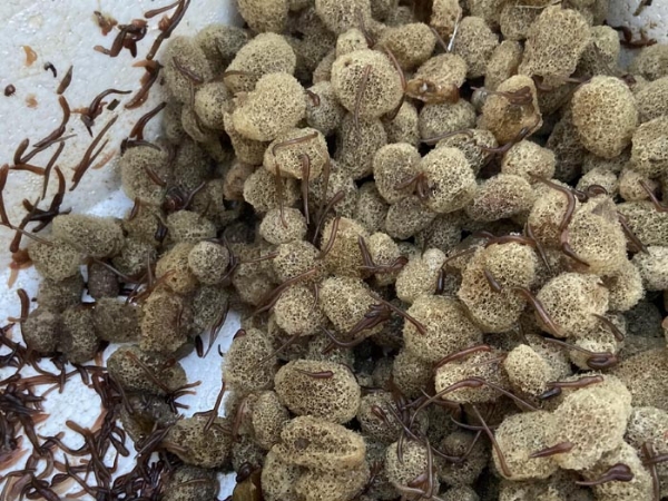千亿国际官方网站卵茧