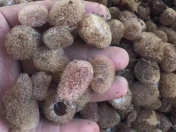 千亿国际官方网站卵茧