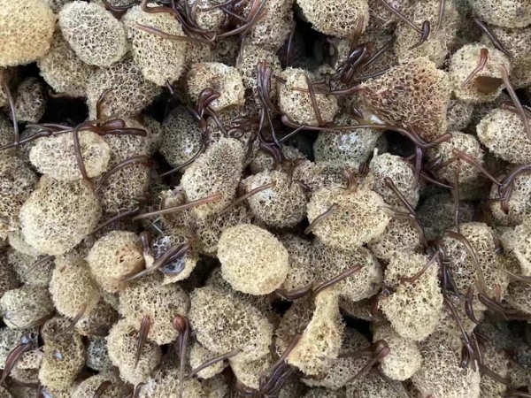 千亿国际官方网站卵茧