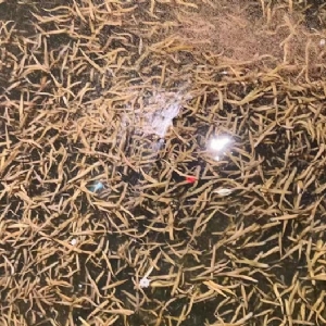 千亿国际官方网站卵茧