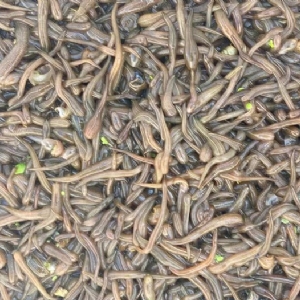 千亿国际官方网站卵茧