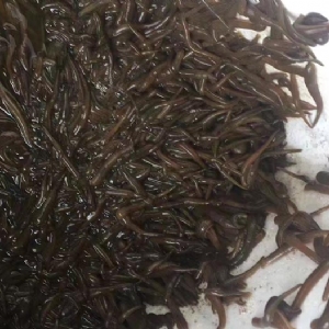 千亿国际官方网站小苗