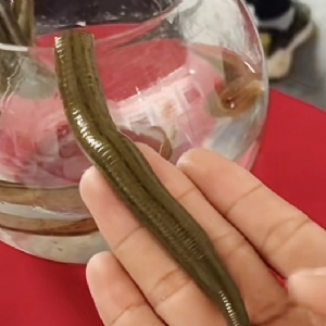 千亿国际官方网站成苗