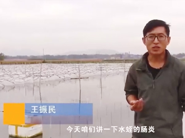 千亿国际官方网站胀气型肠炎发生规律及防治方法